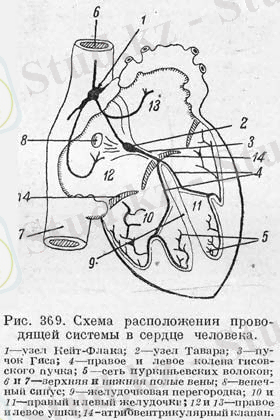 Рис.369. Расположение проводящей системы сердца.
