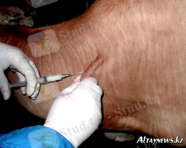 http://altaynews.kz/kaz/uploads/posts/2016-06/1465532872_leukemia-cows1.jpg