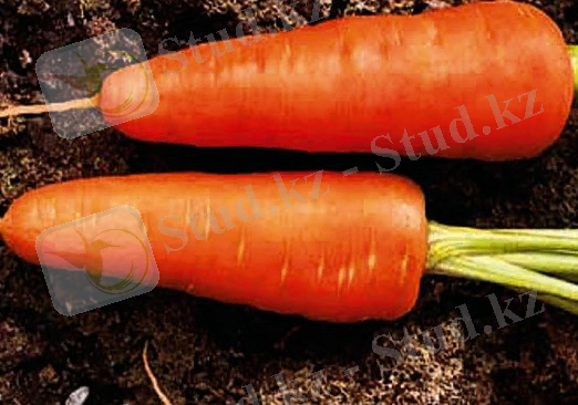C:\Users\Student\Desktop\sort-morkovi-Shantane-Korolevskaуa.jpg