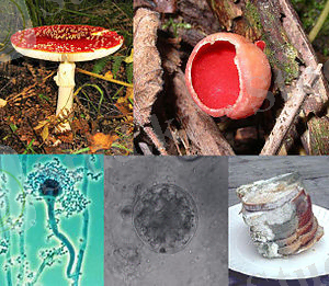 C:\Users\user\Desktop\300px-Fungi_collage.jpg