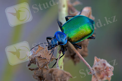 https://upload.wikimedia.org/wikipedia/commons/thumb/3/3a/Calosoma_sycophanta%2BSardinien-2009-Thomas_Huntke.jpg/500px-Calosoma_sycophanta%2BSardinien-2009-Thomas_Huntke.jpg