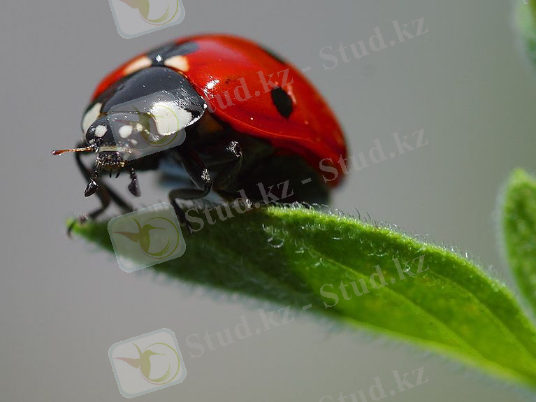 https://upload.wikimedia.org/wikipedia/commons/thumb/0/06/Ladybird.jpg/767px-Ladybird.jpg