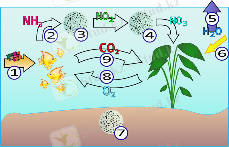 https://upload.wikimedia.org/wikipedia/commons/thumb/2/25/Aquarium-NitrogenCycle.svg/1280px-Aquarium-NitrogenCycle.svg.png
