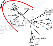 https://upload.wikimedia.org/wikipedia/commons/thumb/2/2f/HIV-SIV-phylogenetic-tree.png/220px-HIV-SIV-phylogenetic-tree.png