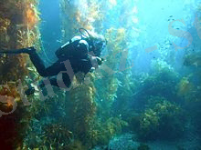 http://upload.wikimedia.org/wikipedia/commons/thumb/5/5b/Diver_in_kelp_forest.jpg/220px-Diver_in_kelp_forest.jpg