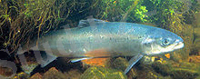 http://upload.wikimedia.org/wikipedia/commons/thumb/2/24/Atlantischer_Lachs.jpg/220px-Atlantischer_Lachs.jpg