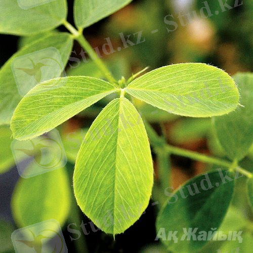 Картинки по запросу жоңышқа өсіру технологиясы