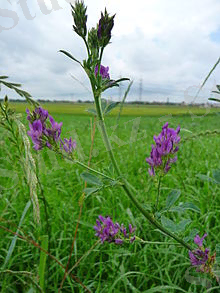 Картинки по запросу люцерна