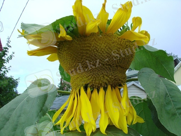 Картинки по запросу мутация растений