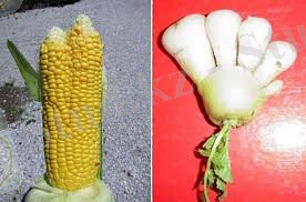 Картинки по запросу мутация растений