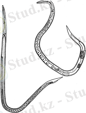 Картинки по запросу Ditylenchus dipsaci