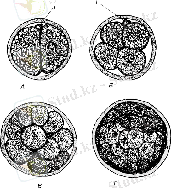 Картинки по запросу бластула