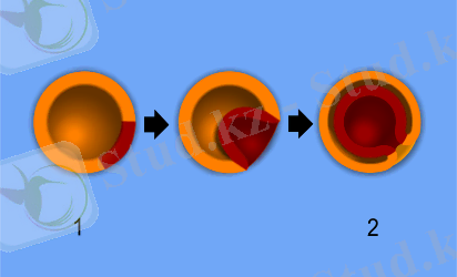 Картинки по запросу гаструла деген не