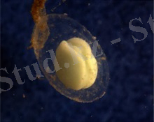 Triturus neurula.tif