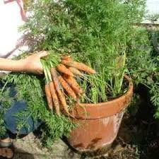 Похожее изображение