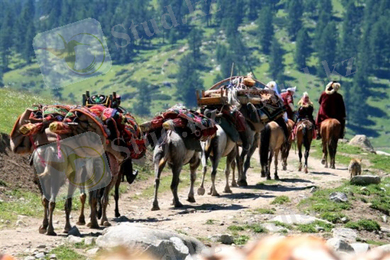 C:\Users\hi-tech 2\Desktop\диплом жумыс дизайн сандик\Амида диплом\92031152e10eeb41872f63d128e6ef87.jpg