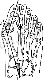 Табан, саусақ