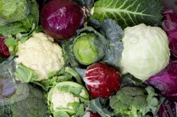 kakoj-byvaet-kapusta-vse-vidy-kapusty