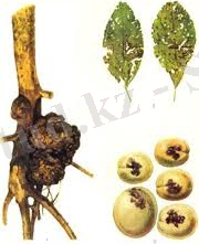 C:\Users\Alem st\Downloads\images (1).jpg