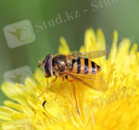Картинки по запросу