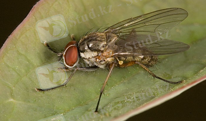 Похожее изображение