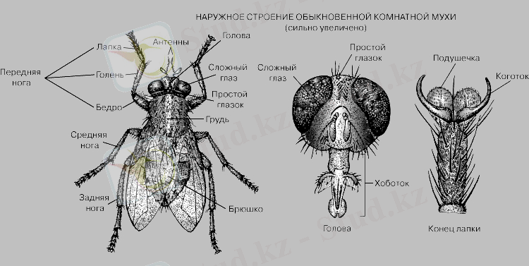 Картинки по запросу мухи - журчалки капсула