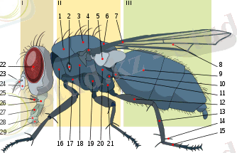 https://upload.wikimedia.org/wikipedia/commons/thumb/8/8f/Housefly_anatomy-key.svg/350px-Housefly_anatomy-key.svg.png
