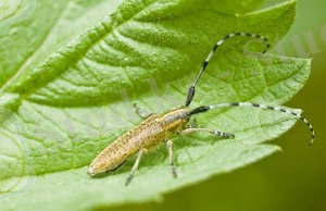 вредители подсолнечника