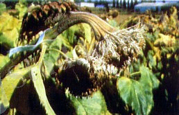 http://www.agroatlas.ru/content/diseases/Olee/Olee_Sclerotinia_sclerotiorum/Olee_Sclerotinia_sclerotiorum.jpg