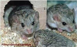 Allocricetulus%20curtatus.jpg