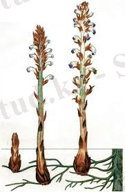 D:\Users\Админ\Downloads\даму циклі.jpg