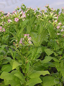 Nicotiana tabacum