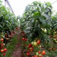 D:\Users\Админ\Downloads\бақша дақ.jpg