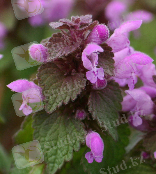 Lamium purpureum L.