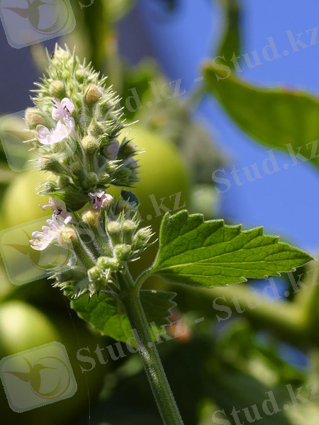 мысық көкжалбызы