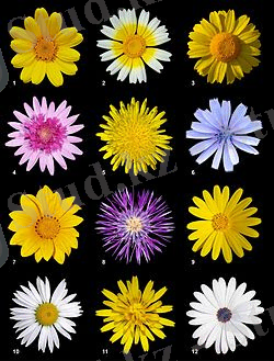 Картинки по запросу күрделігүлділер тұқымдасы