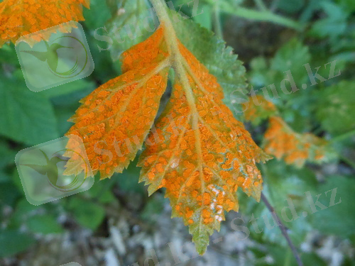 Картинки по запросу Uredinales