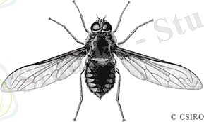 Картинки по запросу Diptera)