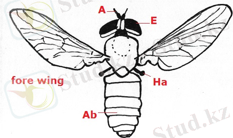 Картинки по запросу Brachycera
