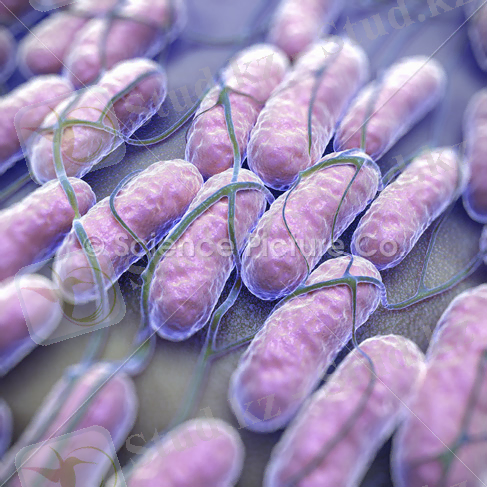 http://sciencepicture.co/_img/preview/Salmonella-Bacteria_spc-id-4878.jpg