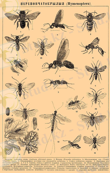 Brockhaus and Efron Encyclopedic Dictionary b45 254-0.jpg