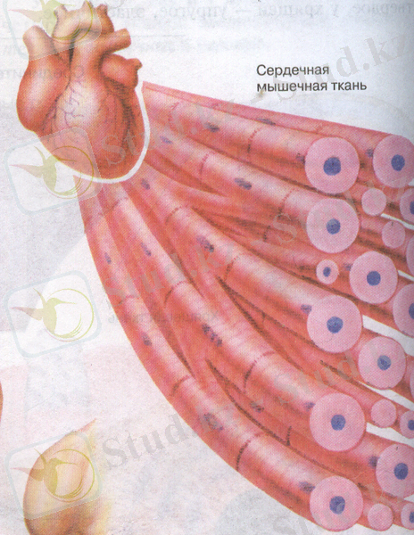 http://900igr.net/datai/biologija/Tkani-biologija/0006-006-Myshechnaja-tkan.png