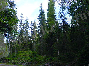 Міхед Піцеа (Спрұце) форест фром Вестфолд цоұнтy ін Норуаy.жпг