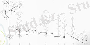 Раұнкіаер1907-ліфе формс-смалл.жпг