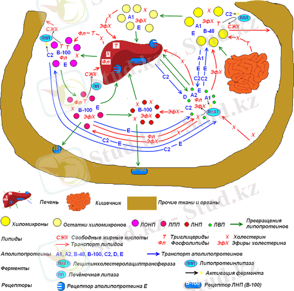 C:\Users\User\Documents\700px-Lipoproteins.png