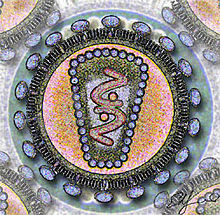 https://upload.wikimedia.org/wikipedia/commons/thumb/e/ea/Human_Immunodeficency_Virus_-_stylized_rendering.jpg/220px-Human_Immunodeficency_Virus_-_stylized_rendering.jpg