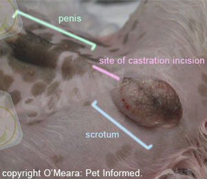 dog-castration-neutering.jpg