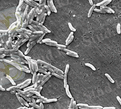 Food-Safety-Campylobacter-SIDEBAR.jpg