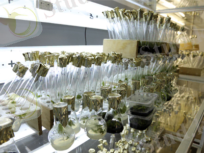 Картинки по запросу сохранение генофонда в условиях in vitro