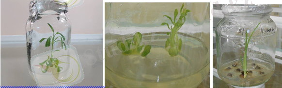 Картинки по запросу сохранение генофонда в условиях in vitro